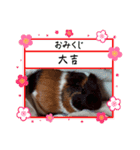 ✨みんな集まれ✨モルランド（個別スタンプ：13）