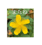 花の実写日常会話（個別スタンプ：4）