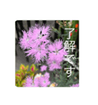 花の実写日常会話（個別スタンプ：7）