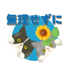 夏を届ける♪ハチワレコンビのご挨拶【3D】（個別スタンプ：3）