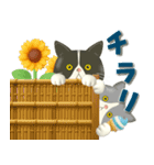 夏を届ける♪ハチワレコンビのご挨拶【3D】（個別スタンプ：8）