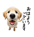ゴールデンレトリバー子犬☆毎日使う敬語（個別スタンプ：1）