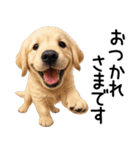 ゴールデンレトリバー子犬☆毎日使う敬語（個別スタンプ：4）