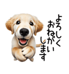 ゴールデンレトリバー子犬☆毎日使う敬語（個別スタンプ：6）