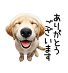 ゴールデンレトリバー子犬☆毎日使う敬語（個別スタンプ：7）