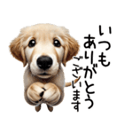 ゴールデンレトリバー子犬☆毎日使う敬語（個別スタンプ：9）