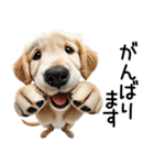 ゴールデンレトリバー子犬☆毎日使う敬語（個別スタンプ：11）