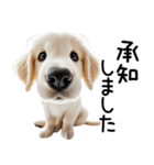 ゴールデンレトリバー子犬☆毎日使う敬語（個別スタンプ：13）