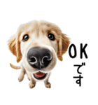 ゴールデンレトリバー子犬☆毎日使う敬語（個別スタンプ：14）