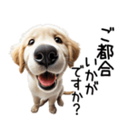 ゴールデンレトリバー子犬☆毎日使う敬語（個別スタンプ：17）