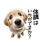 ゴールデンレトリバー子犬☆毎日使う敬語（個別スタンプ：21）