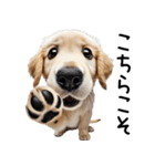 ゴールデンレトリバー子犬☆毎日使う敬語（個別スタンプ：25）