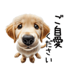 ゴールデンレトリバー子犬☆毎日使う敬語（個別スタンプ：26）