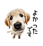 ゴールデンレトリバー子犬☆毎日使う敬語（個別スタンプ：28）