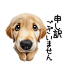 ゴールデンレトリバー子犬☆毎日使う敬語（個別スタンプ：31）