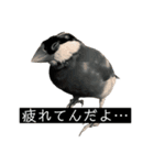 ピリッチョ（個別スタンプ：1）
