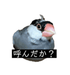 ピリッチョ（個別スタンプ：2）