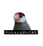 ピリッチョ（個別スタンプ：3）