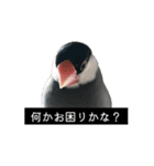 ピリッチョ（個別スタンプ：5）