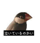 ピリッチョ（個別スタンプ：6）