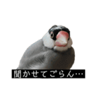 ピリッチョ（個別スタンプ：7）