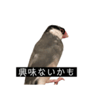 ピリッチョ（個別スタンプ：8）