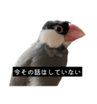 ピリッチョ（個別スタンプ：9）