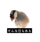 ピリッチョ（個別スタンプ：10）