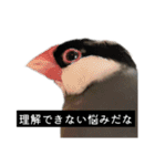 ピリッチョ（個別スタンプ：11）