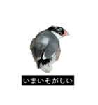 ピリッチョ（個別スタンプ：12）