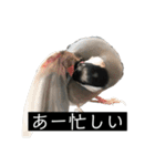 ピリッチョ（個別スタンプ：13）