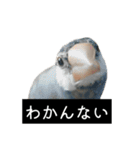 ピリッチョ（個別スタンプ：14）