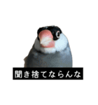 ピリッチョ（個別スタンプ：15）