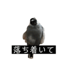 ピリッチョ（個別スタンプ：16）