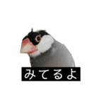 ピリッチョ（個別スタンプ：18）