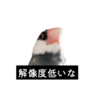 ピリッチョ（個別スタンプ：21）