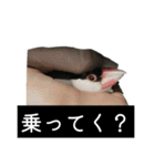 ピリッチョ（個別スタンプ：22）