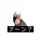 ピリッチョ（個別スタンプ：24）