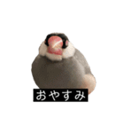 ピリッチョ（個別スタンプ：30）