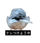 ピリッチョ（個別スタンプ：32）