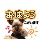 愛溢れる！ヨーキーとパピヨン×プードル（個別スタンプ：1）