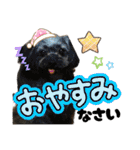 愛溢れる！ヨーキーとパピヨン×プードル（個別スタンプ：2）