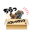愛溢れる！ヨーキーとパピヨン×プードル（個別スタンプ：7）