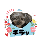 愛溢れる！ヨーキーとパピヨン×プードル（個別スタンプ：8）