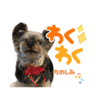 愛溢れる！ヨーキーとパピヨン×プードル（個別スタンプ：18）