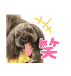 愛溢れる！ヨーキーとパピヨン×プードル（個別スタンプ：19）