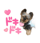 愛溢れる！ヨーキーとパピヨン×プードル（個別スタンプ：20）