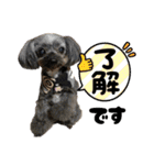 愛溢れる！ヨーキーとパピヨン×プードル（個別スタンプ：23）