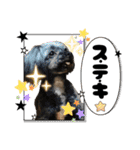 愛溢れる！ヨーキーとパピヨン×プードル（個別スタンプ：25）