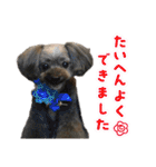 愛溢れる！ヨーキーとパピヨン×プードル（個別スタンプ：27）